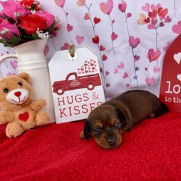 Dachshund Puppies from Florida Dippin’ Dachshunds & Aussiedoodles