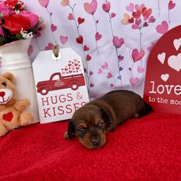 Dachshund Puppies from Florida Dippin’ Dachshunds & Aussiedoodles