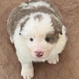 Jet - Lilac merle male Border Collie puppy in Hartsville, South Carolina from Wiggles 4 Life