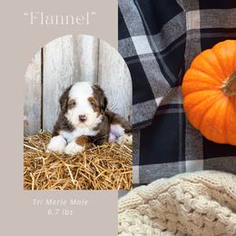 Flannel (Red Collar) - Blue merle male Bernedoodle puppy in Hudson, Indiana from TurkeyCreek-K9