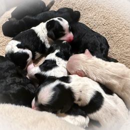 Cavapoo puppies from O’Hara  Doodles