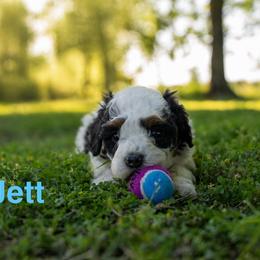 Jett - Black and white male Bernedoodle puppy in Stuart, Oklahoma from G Ridge Kennels