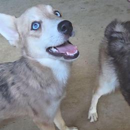 River - Merle female Pomsky puppy in Weir, Texas from Bluebonnet Pomskies