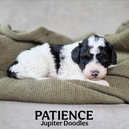 Patience - Tri-color male Bernedoodle puppy in Lake Bronson, Minnesota from Jupiter Doodles