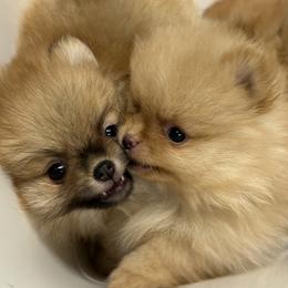 Pomeranian puppies from Britt's Poms