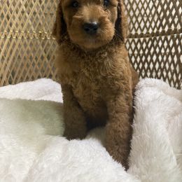 Rusty - Red  male Goldendoodle puppy in Mississippi from Ewing Acres