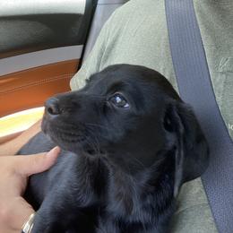Labrador Retriever Puppies from Valley Creek Dog Boarding and Training