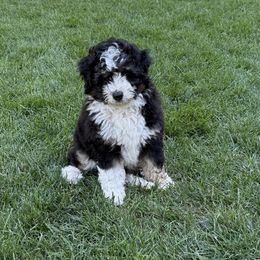 Boy 2 - male Aussiedoodle puppy in Colbert, Washington from Bright Aussiedoodles