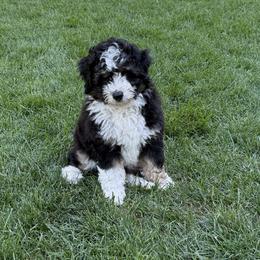 Boy 2 - male Aussiedoodle puppy in Colbert, Washington from Bright Aussiedoodles
