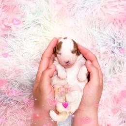 Latte - Parti female Poodle puppy in Kissimmee, Florida from Poodle Doodle Kennels