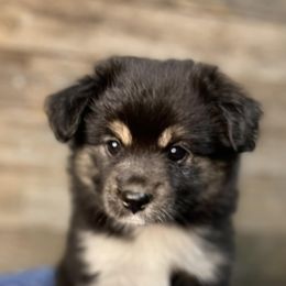 Miniature Australian Shepherds and Toy Australian Shepherds from Little Wood Toy and Mini Aussies