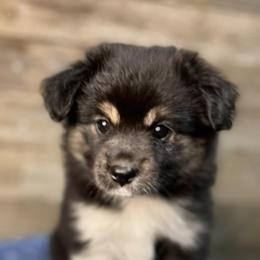 Miniature Australian Shepherds and Toy Australian Shepherds from Little Wood Toy and Mini Aussies