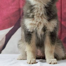 Pomskies from The Pomsky Place
