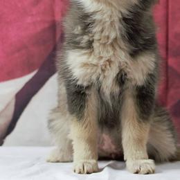 Pomskies from The Pomsky Place