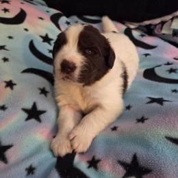 Muffalotta- Muffee - White and black female Newfoundland puppy in Quaker City, Ohio from Country Magik