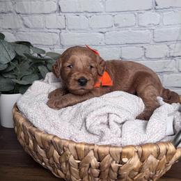 Boy 3 Pick- Med. Goldendoodle - Red  male Goldendoodle puppy in Piedmont, South Carolina from The Farm at Saluda Ridge
