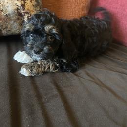 Blue Collar - Black, brown and white markings - Tri-color male Cavapoo puppy in Tempe, Arizona from Springerdoodles Plus AZ