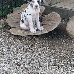 Great Dane Puppies from Cook’s Gentle Giants