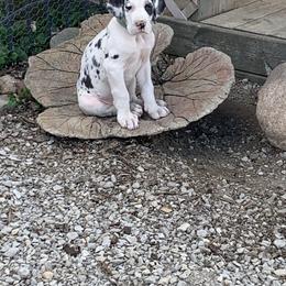 Great Dane Puppies from Cook’s Gentle Giants
