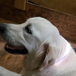 Kimber - Golden Retriever