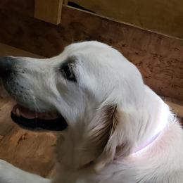 Kimber - Golden Retriever