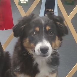 Trick-sy - Black tri Miniature Australian Shepherd puppy in Hartselle, Alabama from ELSRi’s Crimson Cross Mini Aussies