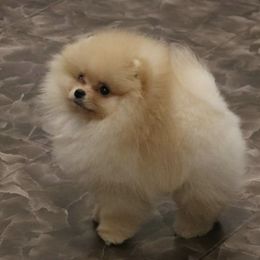 Pomeranian Puppies from Pursell Pomeranians