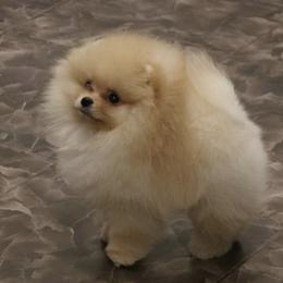 Pomeranian Puppies from Pursell Pomeranians