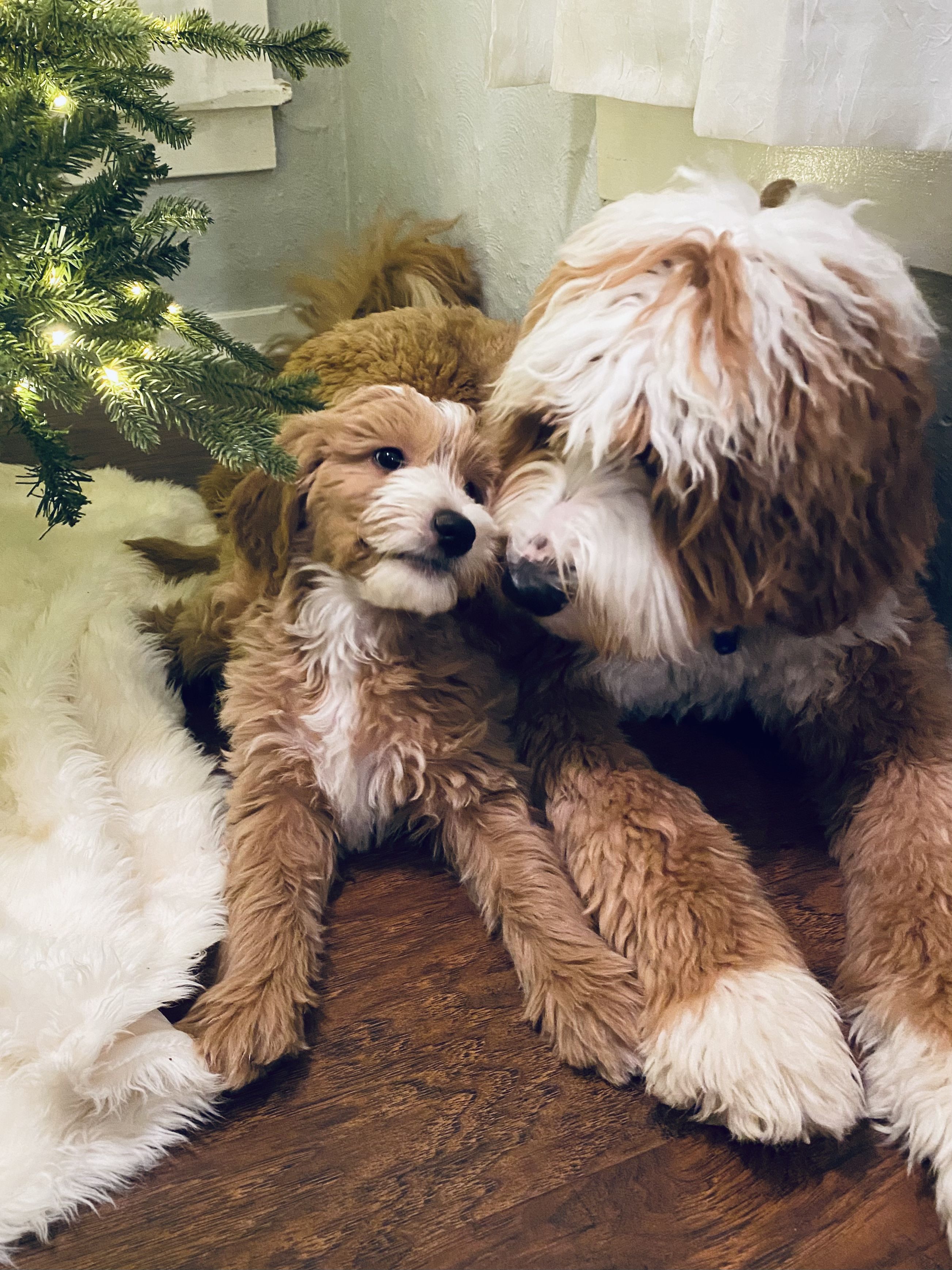 Goldendoodles from Hello Beautiful Goldendoodles