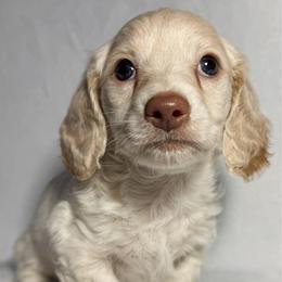 Guppy - Red female Dachshund puppy in Winamac, Indiana from WZ Kennels