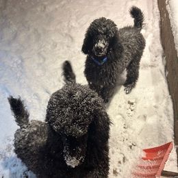 Dachshund and Poodle Puppies from Desjardin’s Poodles & Dachshunds