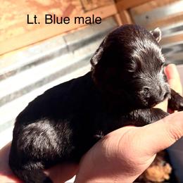 Lt.Blue - Black male German Shepherd puppy in Puyallup, Washington from Majestic Royal German Shepherd’s