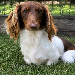Pebbles - Piebald female Dachshund puppy in Lakeland, Florida from Elite Doxies Florida
