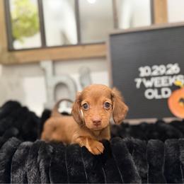 Cappuccino - Red male Dachshund puppy in Goodyear, Arizona from AZ Low Life Doxies