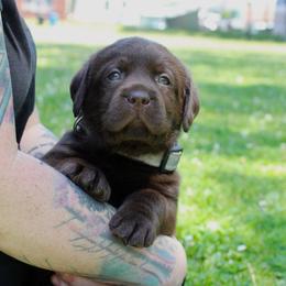 RGR's John 117 - Chocolate male Labrador Retriever puppy in Morris Plains, New Jersey from Rose Gold Retrievers