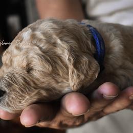 Goldendoodle Puppies from Wildflower Doodles