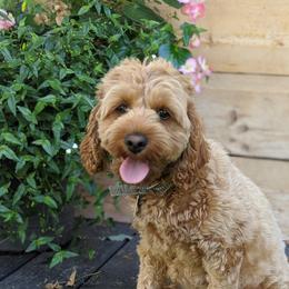 Hazel - Cockapoo