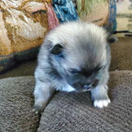 Companion Cross, Pomeranian, and Sheepadoodle Puppies from Fluffy Wonders Poms and Doodles