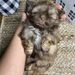 Shih Tzu Puppies from Socal Mother Of Shih Tzus