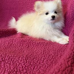 Girl 3 - Cream parti female Pomeranian puppy in Lookout, West Virginia from Ashley Miller's Pomeranians