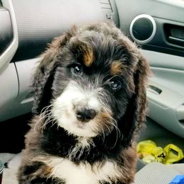 Bernedoodle Puppies from Flat Creek Bernedoodles