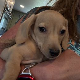Finn - Cream male Dachshund puppy in Salem, Oregon from Longdox Mini Dachshunds