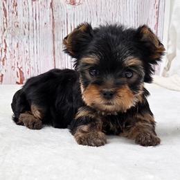 Lettie - Blue and gold female Yorkshire Terrier puppy in Monticello, Iowa from Ashley’s Puppies