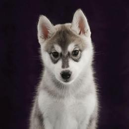 Blaze - Gray and white female Siberian Husky puppy in North Miami, Florida from Kardrovi Siberians