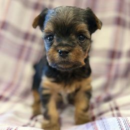 Girl 1 - Black and tan female Yorkshire Terrier puppy in Gatesville, Texas from Cuddles of Cuteness