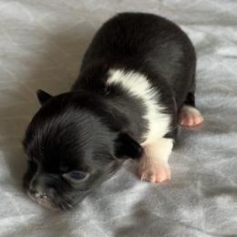 Marina - Black and white female Chihuahua puppy in Menifee, California from Lane’s Little Long Coats
