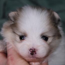 AKC Puma - Cream sable parti male Pomeranian puppy in Albany, Indiana from Hatz Off Puppies