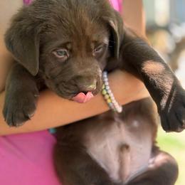 Chocolate Male 1 - Chocolate male Labrador Retriever puppy in Burnsville, North Carolina from Cove Mountain Labradors