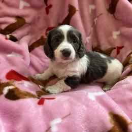 Bluebell - Gray (blue) female Dachshund puppy in Brooksville, Florida from Dip N Doxies