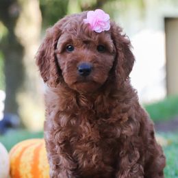 Goldendoodles from Seattle Doodle